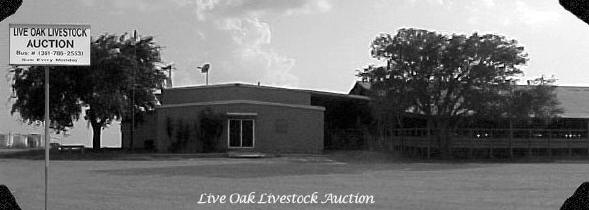 Welcome to Live Oak Livestock Auction